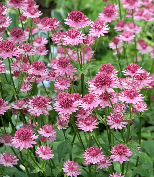 Astrantia major 'Roma'